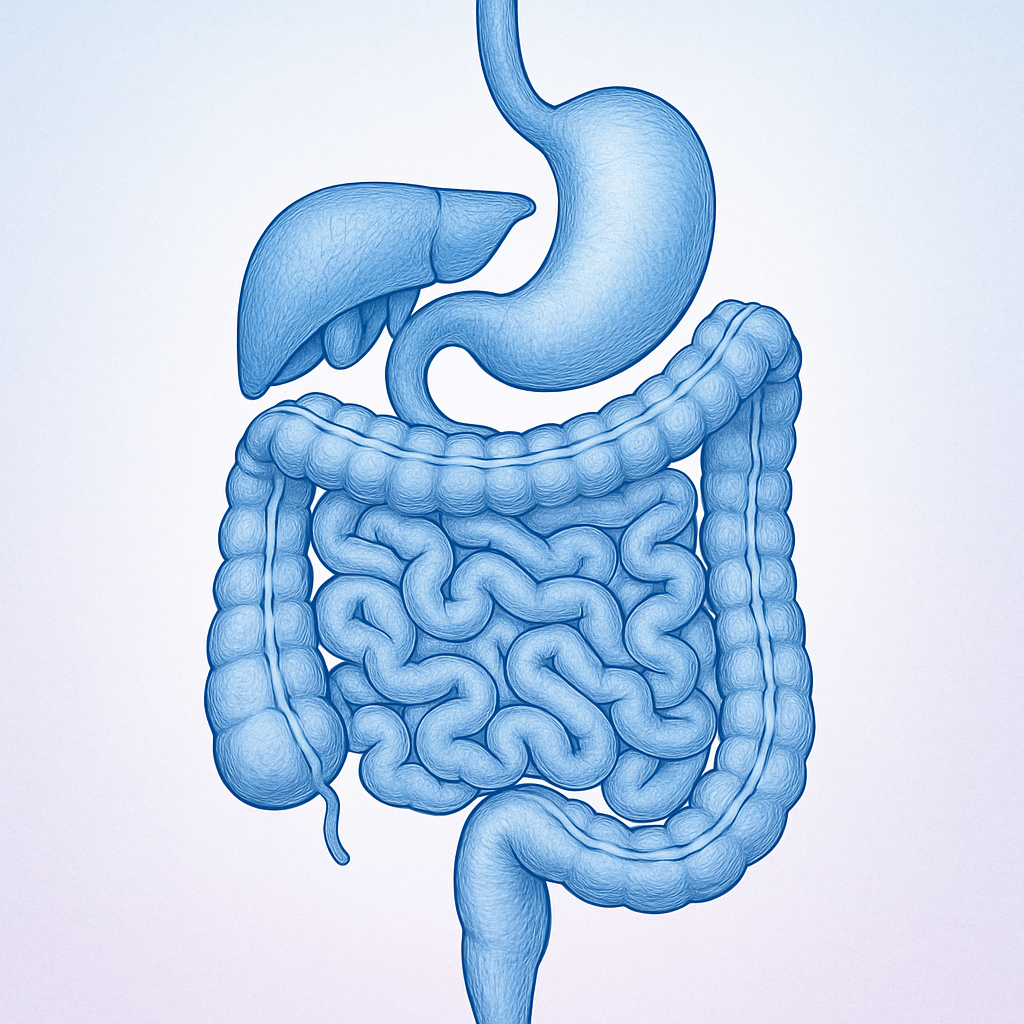 Digestive health illustration
